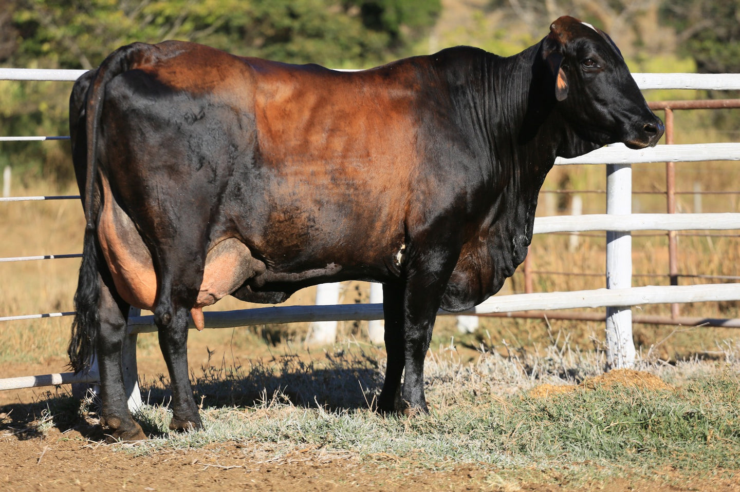 LOTE 2023 — VACA 1/2 GIROLANDO EM LACTAÇÃO — 648