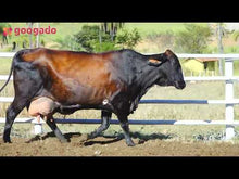 Carregar e reproduzir vídeo no visualizador da galeria, LOTE 2023 — VACA 1/2 GIROLANDO EM LACTAÇÃO — 648
